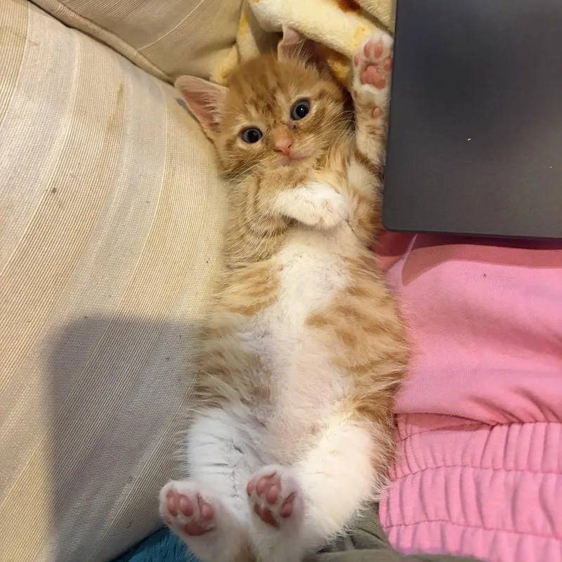 A baby small-sized female Orange / Red Domestic Short Hair cat named Peach for adoption in Newark, NJ