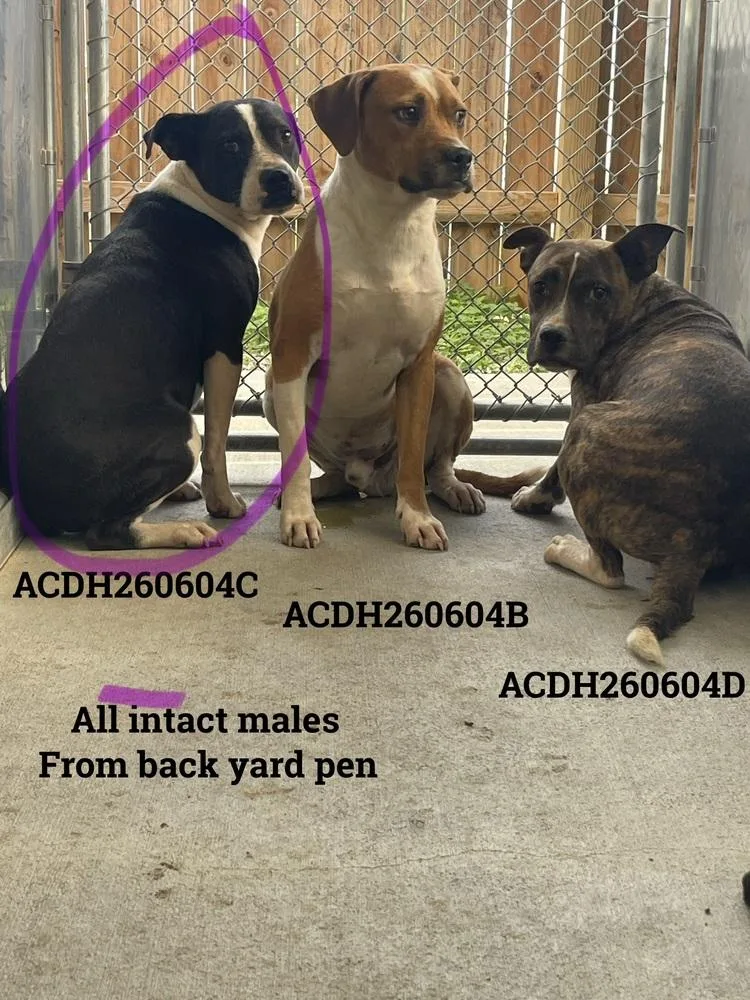 A young medium-sized male Tricolor (Brown, Black, & White) Mixed Breed dog named Hendrix for adoption in Dickson, TN