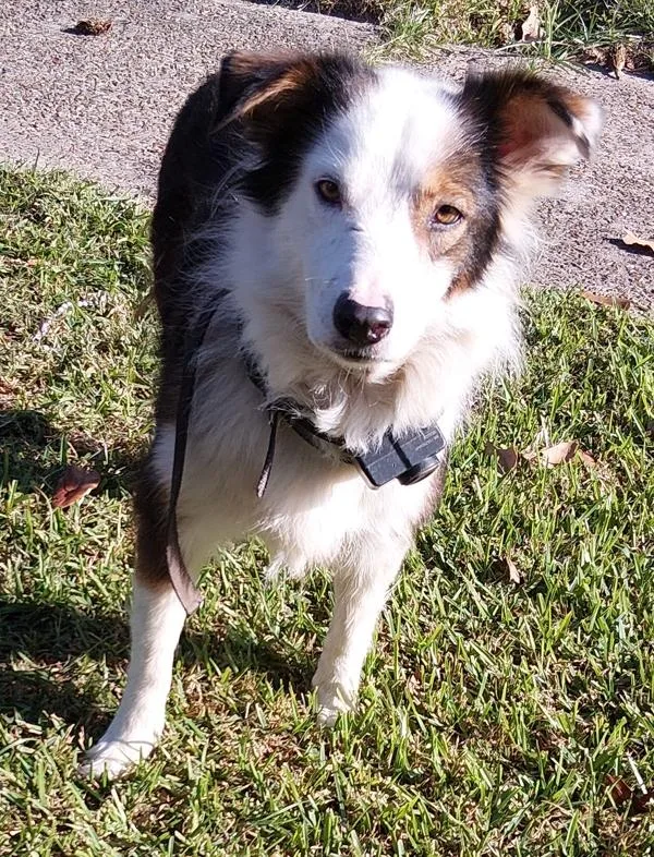 An adult large-sized female Australian Shepherd dog named Marley for adoption in Lafayette, LA