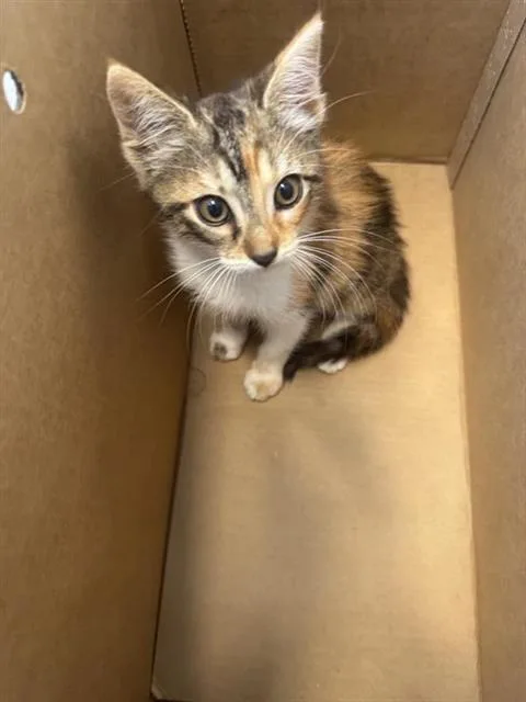 A baby small-sized female Domestic Short Hair cat named Dumpling for adoption in San Antonio, TX
