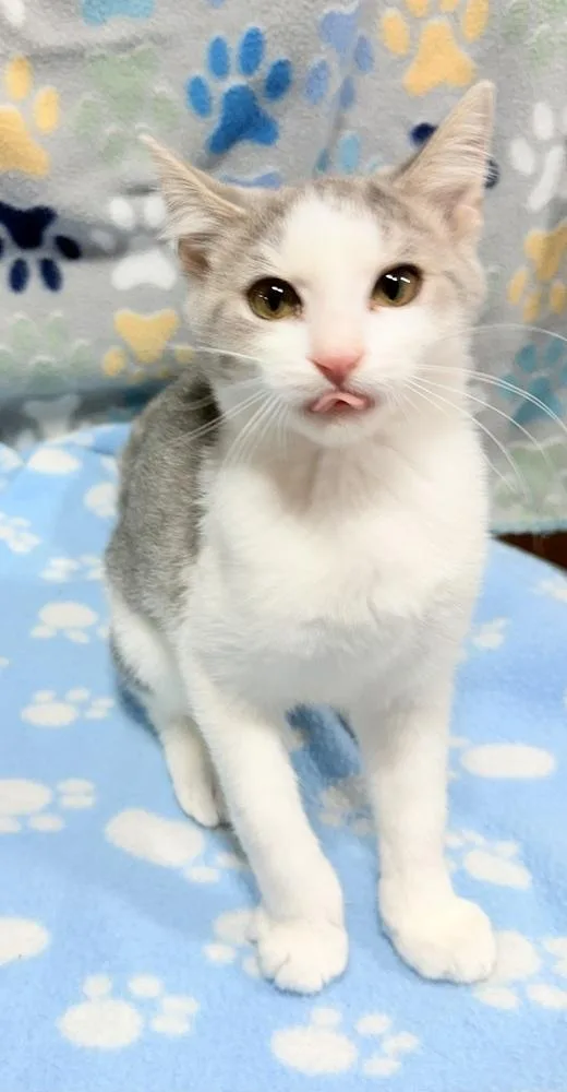 A baby small-sized female Domestic Short Hair cat named Lolli Pop for adoption in Jackson, GA
