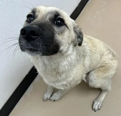 An adult medium-sized female Shepherd dog named Cutie for adoption in Phoenix, AZ