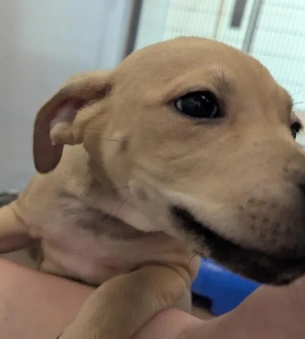 Egg Fried Rice thumbnail 3