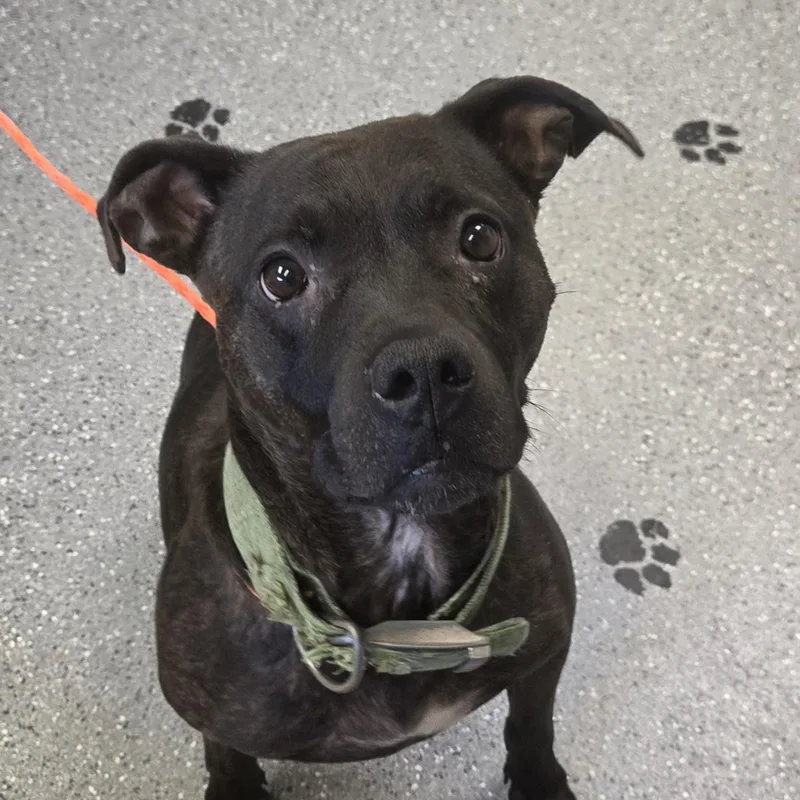 An adult medium-sized female Black Pit Bull Terrier dog named Sadie for adoption in Watertown, NY