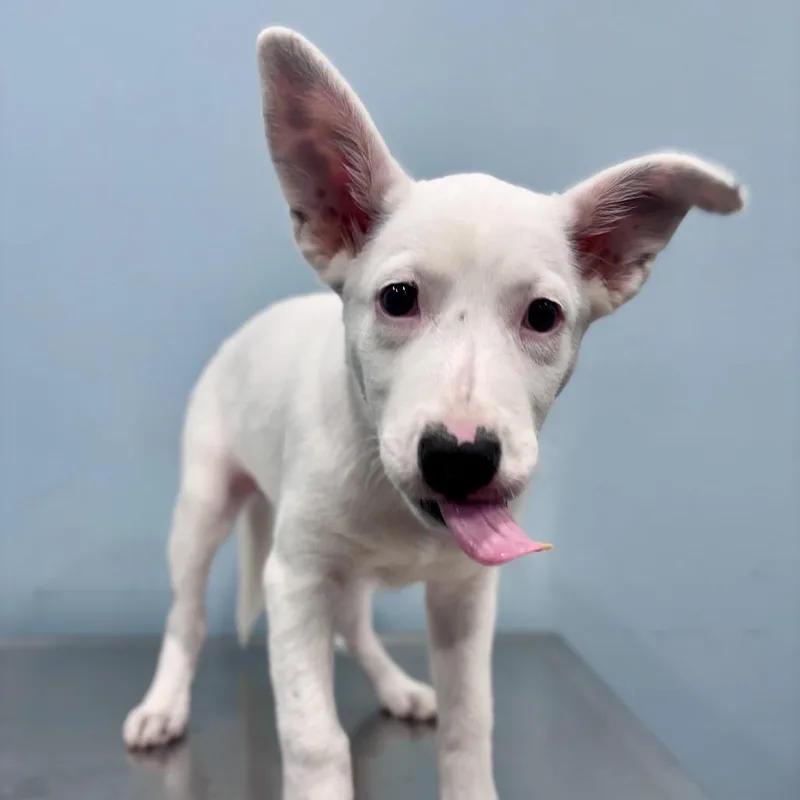 A baby medium-sized female White / Cream Australian Shepherd dog named Okasha for adoption in Portland, OR