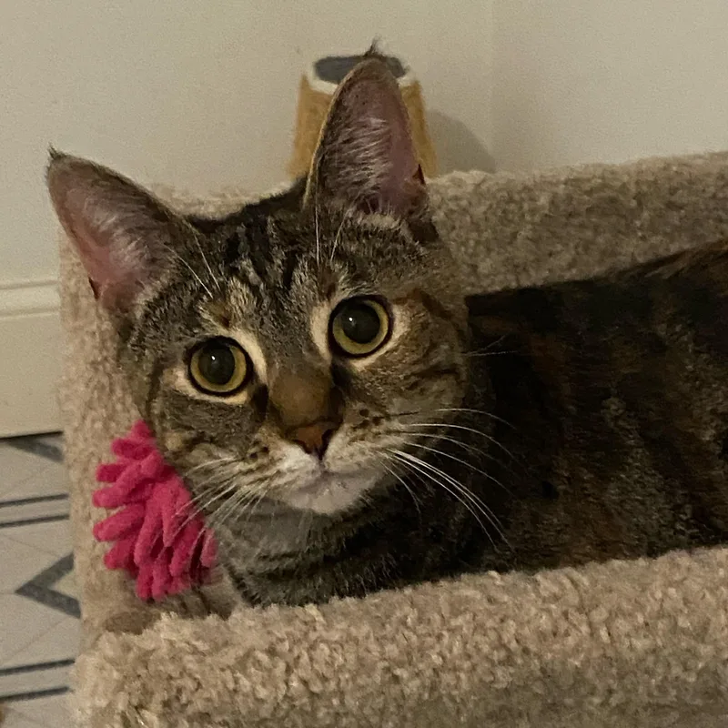 Mary Jane thumbnail 2