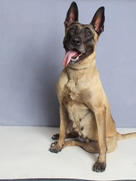 An adult large-sized female Belgian Shepherd / Malinois dog named Dior for adoption in Burbank, CA