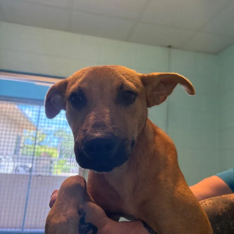 A young medium-sized female Brown / Chocolate Mixed Breed dog named Yabba Doo for adoption in Naples, FL