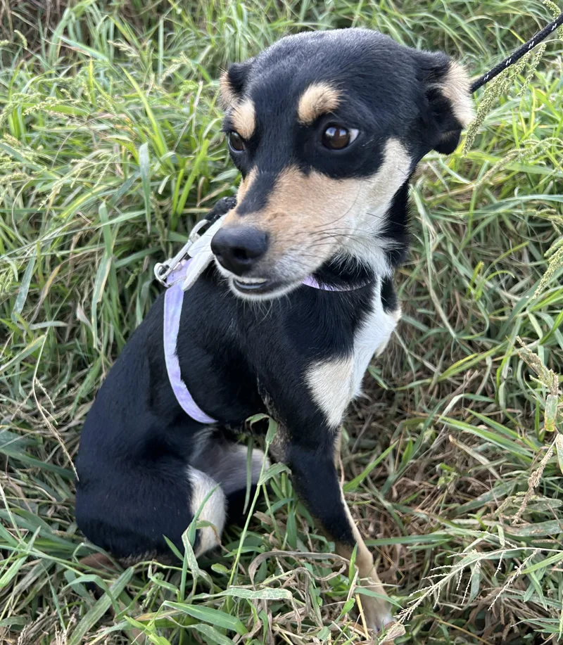 A young small-sized female Black Chiweenie dog named Karla for adoption in Bell Gardens, CA