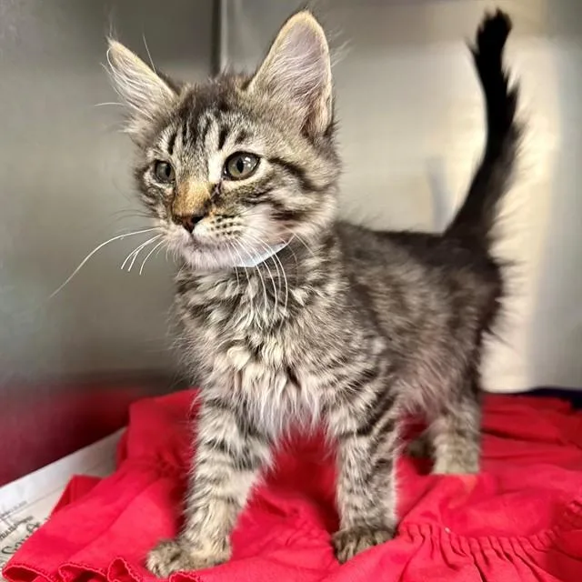 A baby small-sized female Domestic Short Hair cat named Bella for adoption in Riverside, CA