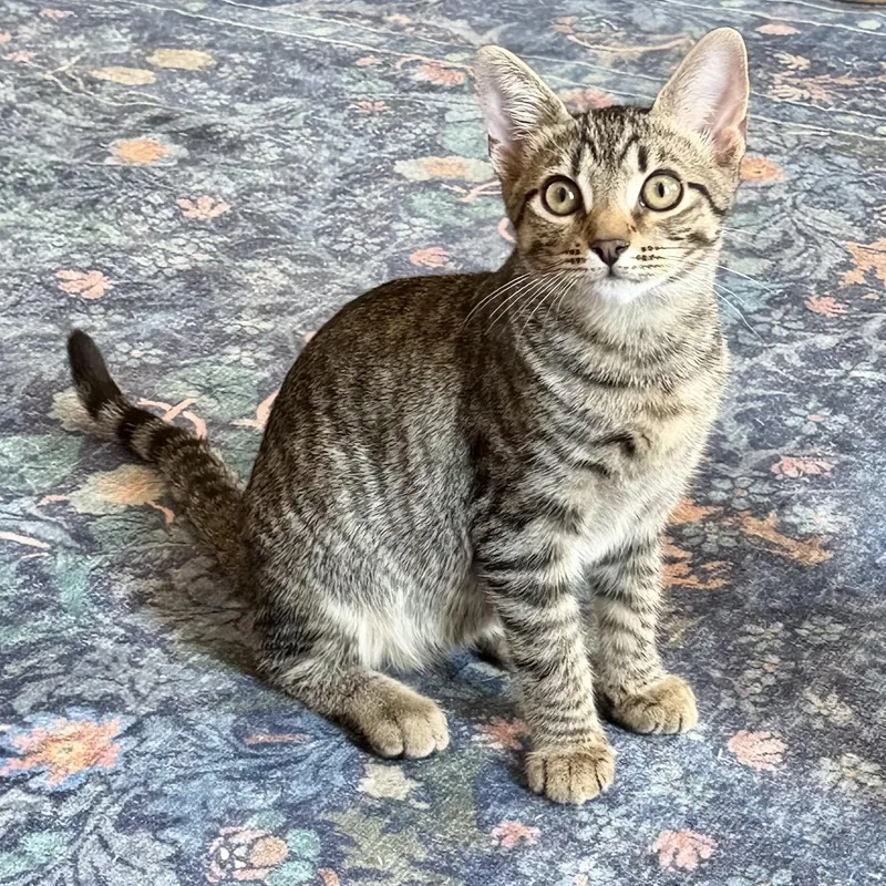 A baby small-sized male Tabby (Buff / Tan / Fawn) Domestic Short Hair cat named Viserion for adoption in Richmond, VA