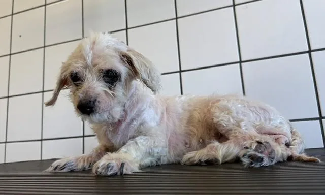A senior medium-sized female Maltese dog named Monique for adoption in Downey, CA
