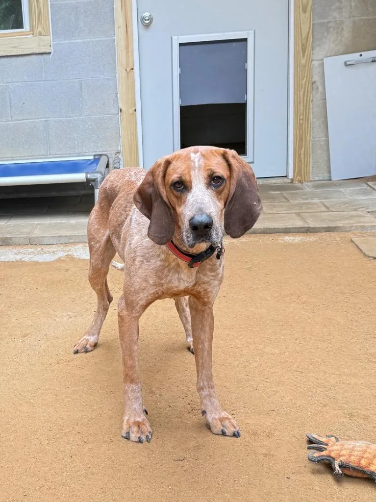 A young large-sized male Hound dog named Redford for adoption in Hampton, VA