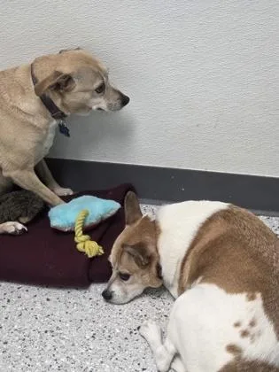 A senior small-sized male Chihuahua dog named Leo for adoption in Parma, OH