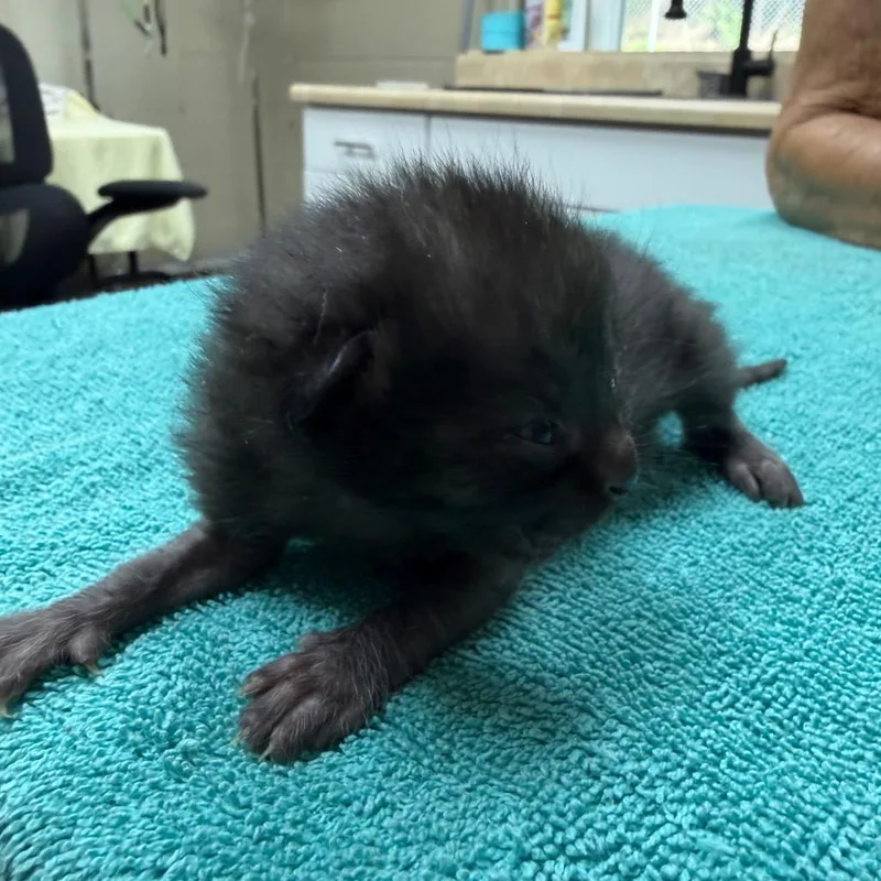 A baby small-sized male Black Domestic Short Hair cat named Zipper for adoption in Madisonville, KY