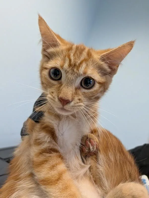A baby medium-sized female Domestic Short Hair cat named Belle for adoption in Escondido, CA