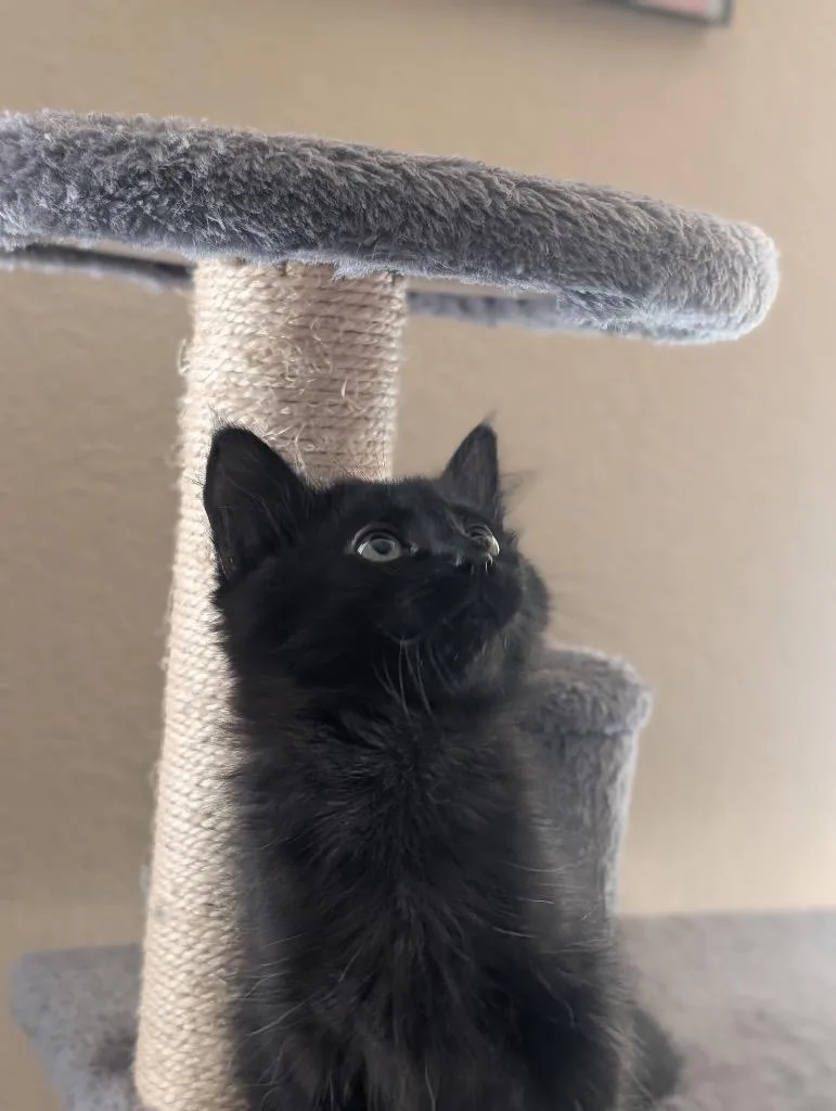 A baby medium-sized male Domestic Short Hair cat named Hecate for adoption in San Antonio, TX
