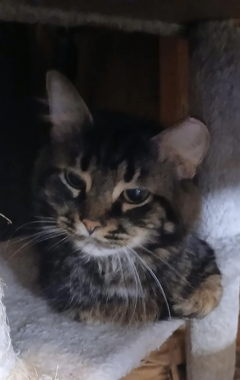 A young medium-sized male Domestic Long Hair cat named Miracle for adoption in Hobart , IN