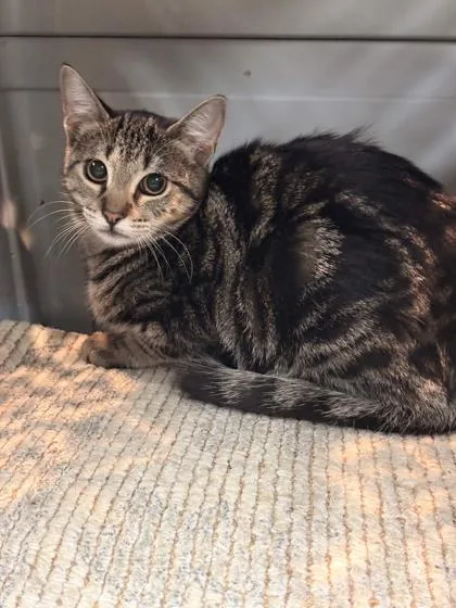A baby small-sized female Domestic Short Hair cat named Bubble Gum for adoption in Memphis, TN
