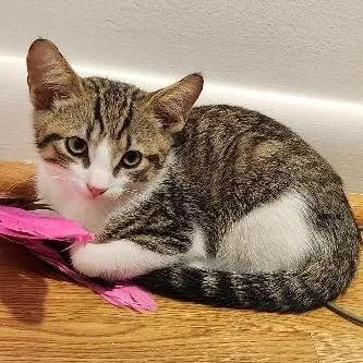 A baby small-sized male Brown / Chocolate Domestic Short Hair cat named Willie Bryant for adoption in Merrifield, VA