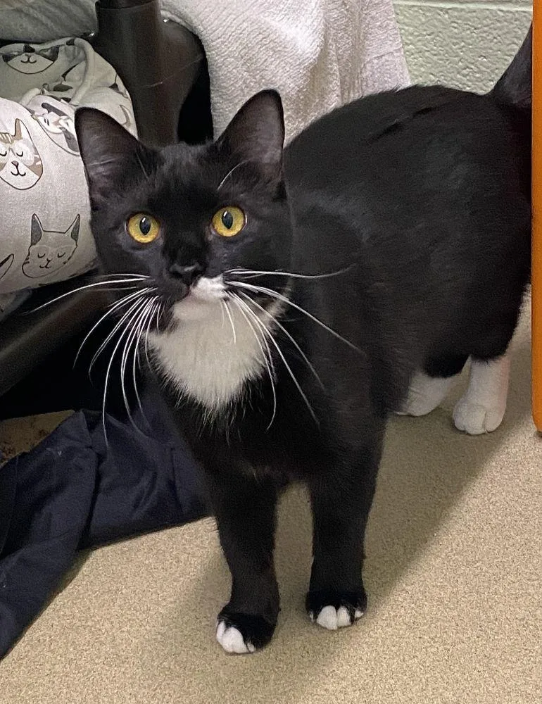An adult small-sized female Black Domestic Short Hair cat named Mittens for adoption in Alexandria, VA