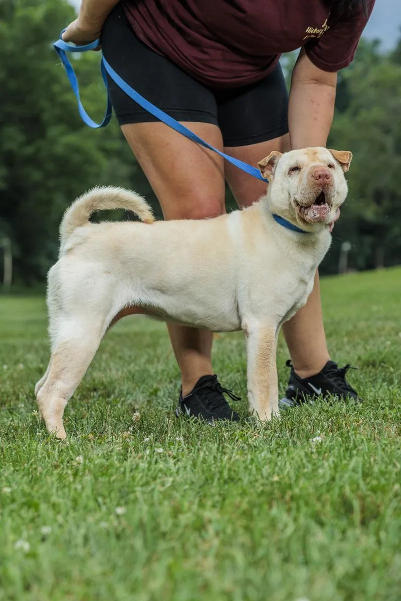 An adult medium-sized female Shar-Pei dog named Truffles for adoption in Chester Springs, PA