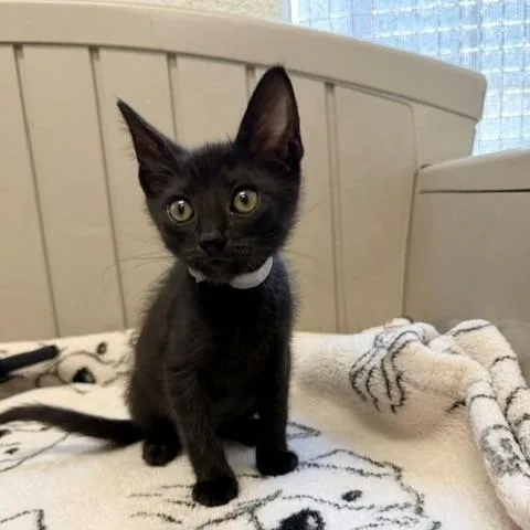 A baby small-sized female Black Domestic Short Hair cat named Miona for adoption in Long Beach, CA