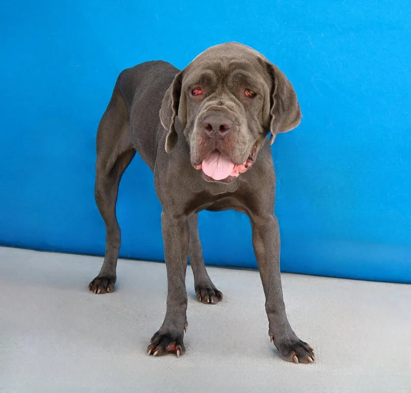 A young large-sized female Cane Corso dog named Everest for adoption in Pasadena, CA