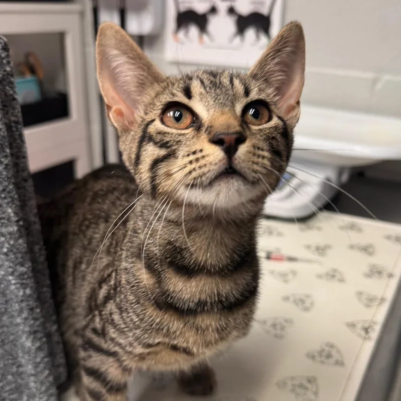 A baby medium-sized male Brown / Chocolate Domestic Short Hair cat named Jameson for adoption in Birdsboro, PA