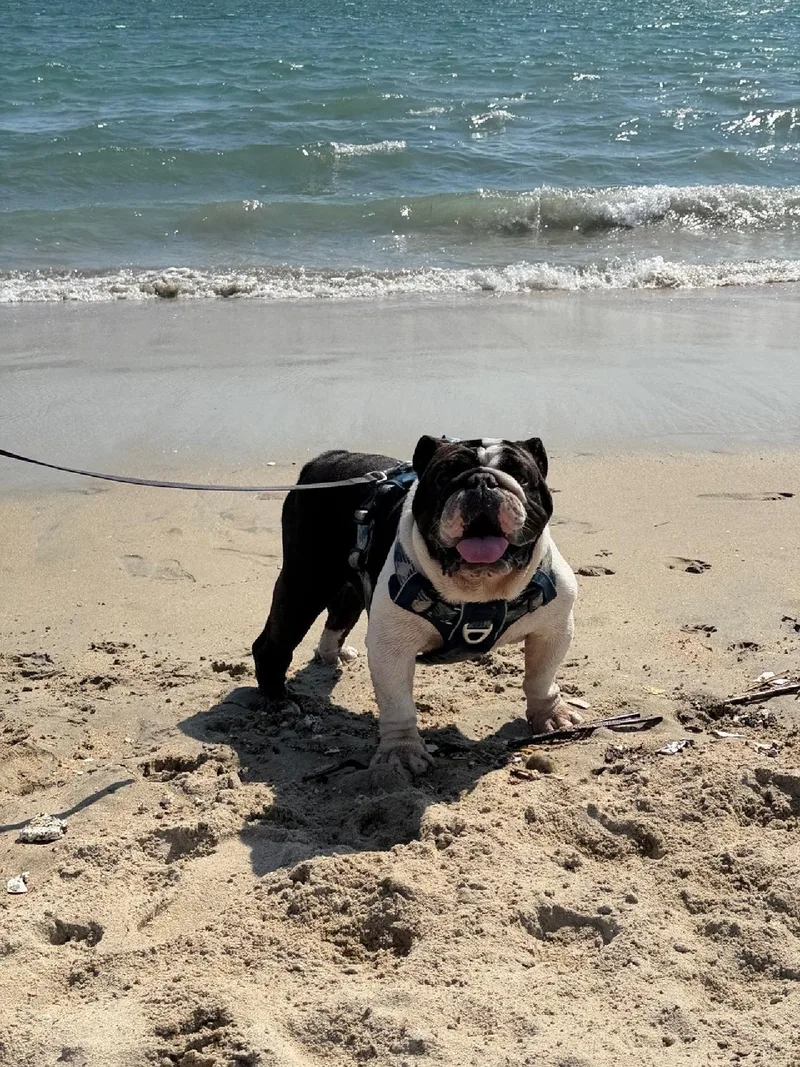 An adult medium-sized male Black Bulldog dog named Churro Courtesy Listing for adoption in Los Alamitos, CA