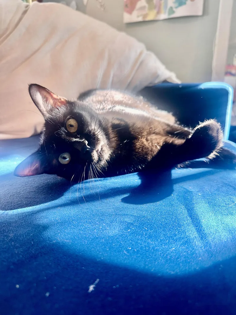 A baby large-sized male Tabby (Brown / Chocolate) Domestic Short Hair cat named Twigs and Elvira for adoption in Seattle, WA
