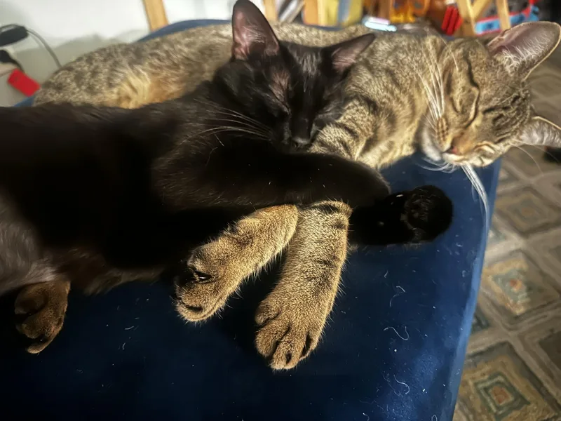 Twigs and Elvira thumbnail 4