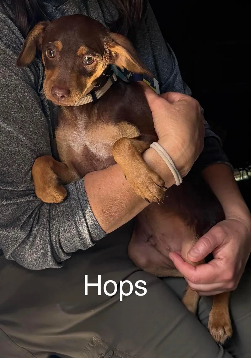 A baby medium-sized male Chihuahua dog named Hops for adoption in New Baltimore, MI