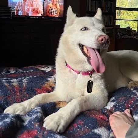Aspen thumbnail 4