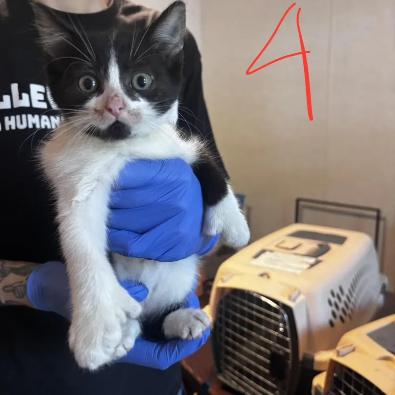 A baby small-sized male Black Domestic Medium Hair cat named Tiny for adoption in Belleville, IL