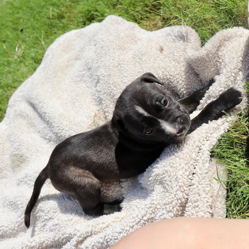 A baby medium-sized male American Staffordshire Terrier dog named Clyde Looking For for adoption in Atlanta, GA
