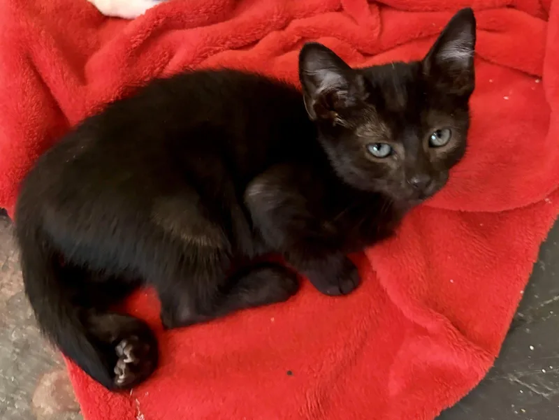A baby medium-sized female Black Tabby cat named Leather for adoption in MONTGOMERY, TX
