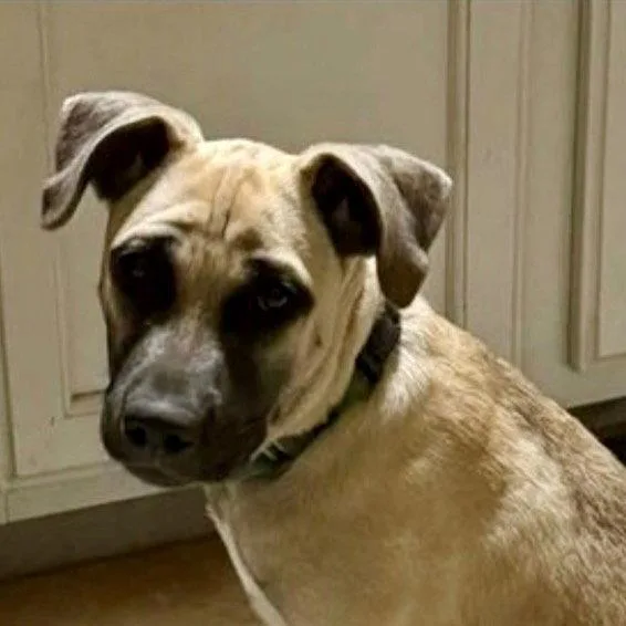 A baby medium-sized female Shepherd dog named Maggie for adoption in Bloomfield, CT