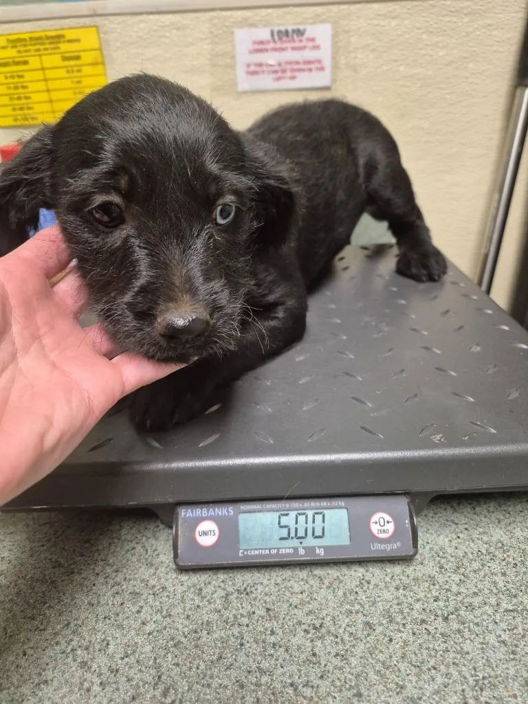 A baby small-sized female Mixed Breed dog named Meadow for adoption in Ellijay, GA