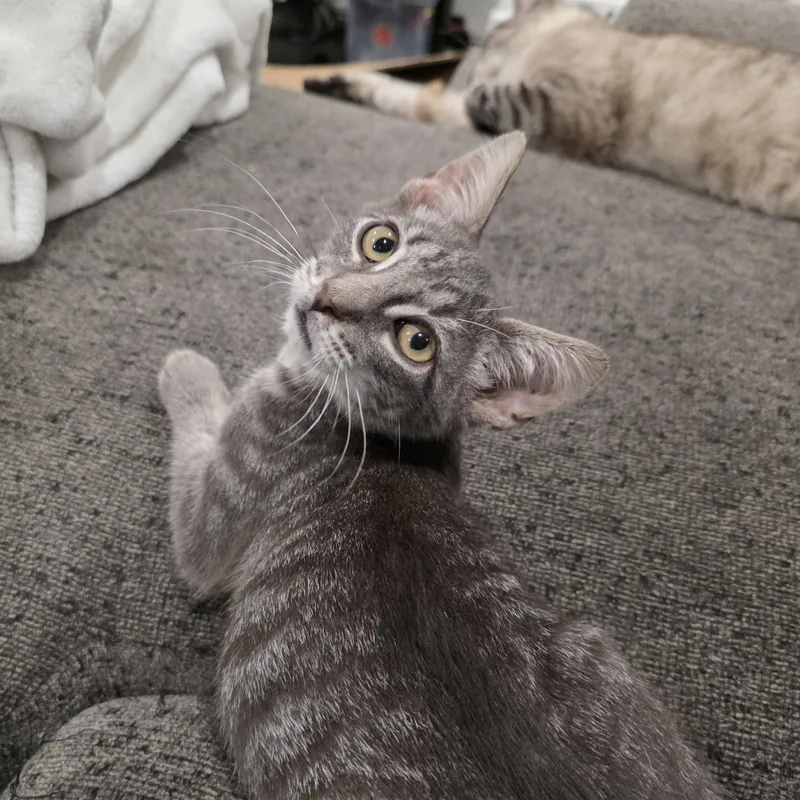 A baby small-sized male Gray / Blue / Silver Domestic Short Hair cat named Fizzle for adoption in Moriches, NY