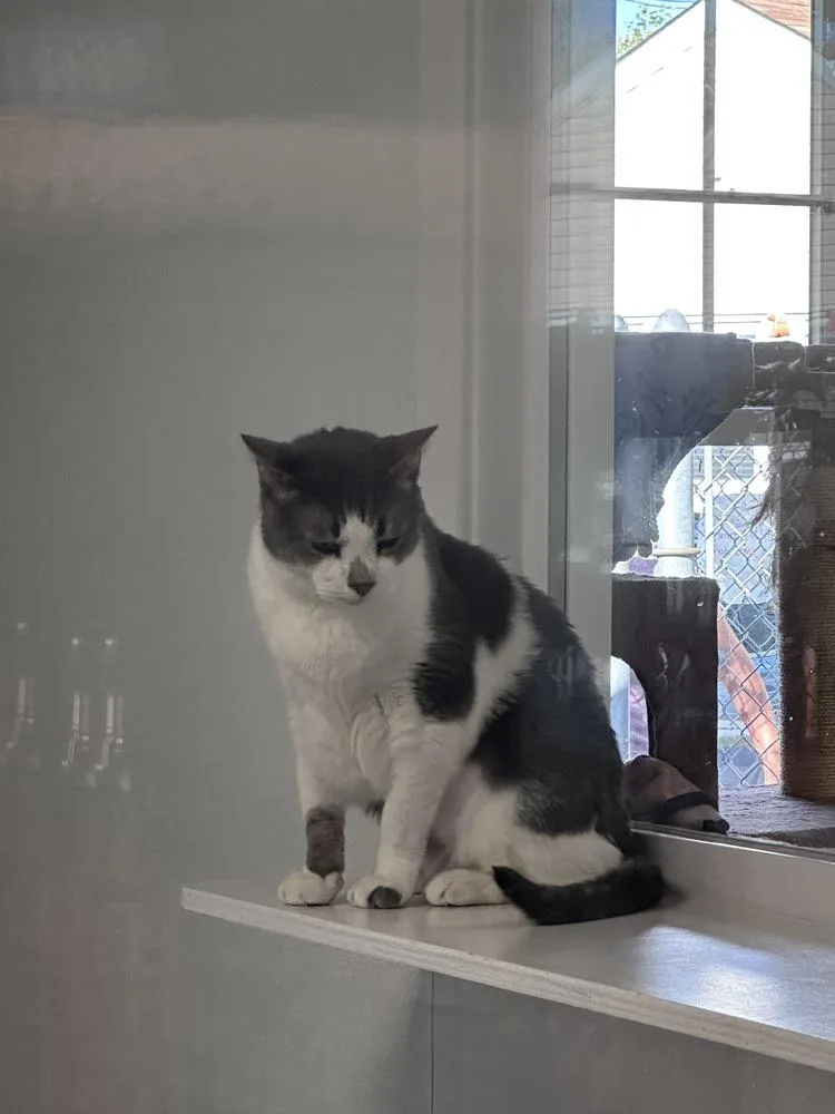 An adult medium-sized male Gray & White Domestic Short Hair cat named Infinity Freeport for adoption in Westbury, NY