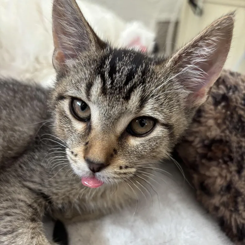 A baby small-sized female Brown / Chocolate Domestic Short Hair cat named Cleo for adoption in Springfield, IL