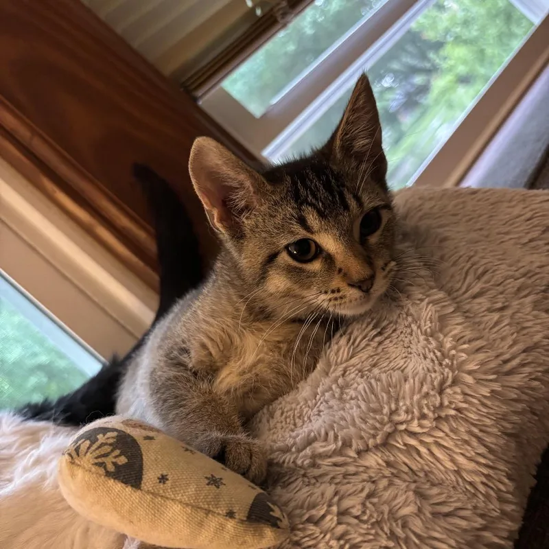 Cleo thumbnail 2