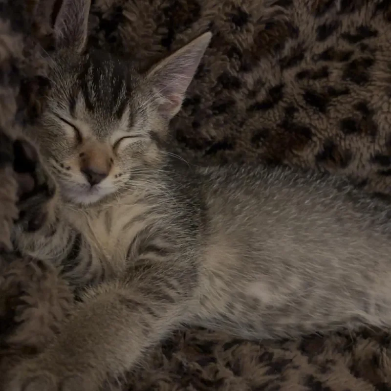 Cleo thumbnail 3