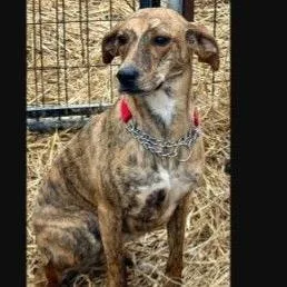 A young medium-sized female Brindle Mixed Breed dog named Ginger for adoption in Newark, DE
