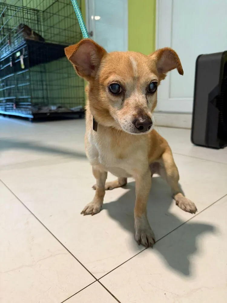 A young small-sized male White / Cream Chihuahua dog named Columbus for adoption in Manhattan, NY