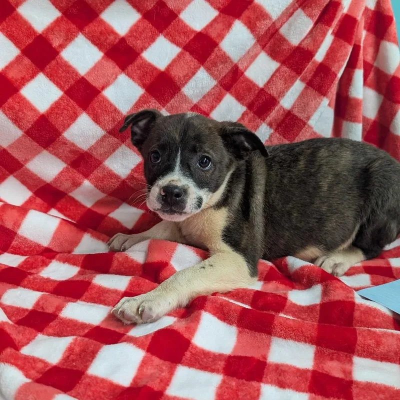 A baby medium-sized male Black Mixed Breed dog named Puppy F for adoption in Jefferson city, TN