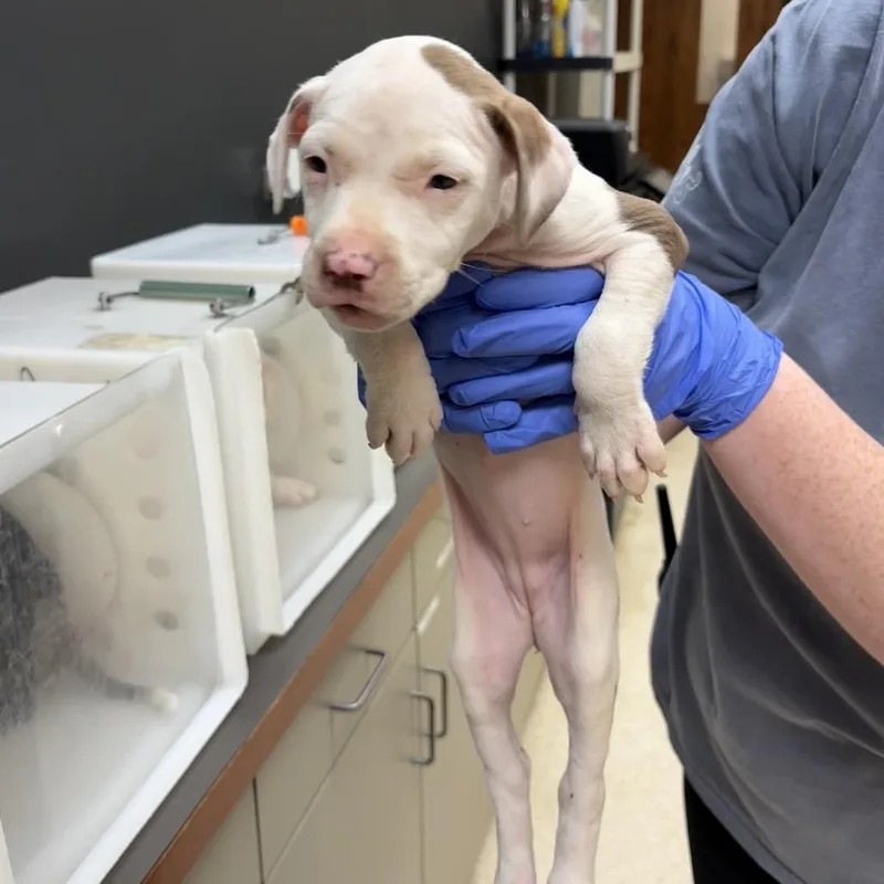 A baby medium-sized female White / Cream Mixed Breed dog named Nerd Cluster for adoption in Columbus, GA