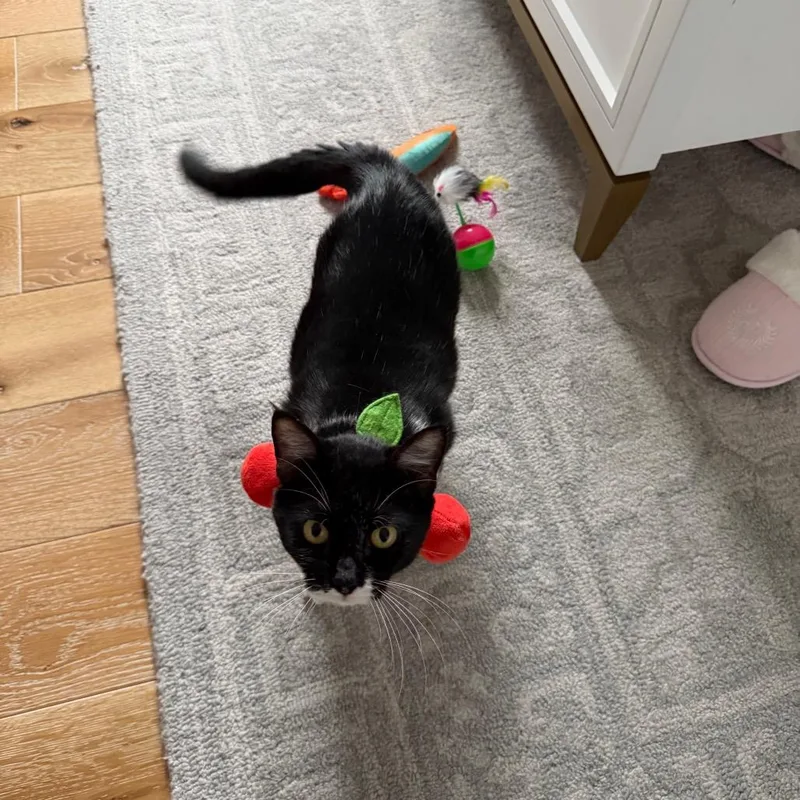 A baby medium-sized female Black Domestic Short Hair cat named Hermoine for adoption in Buffalo, MN
