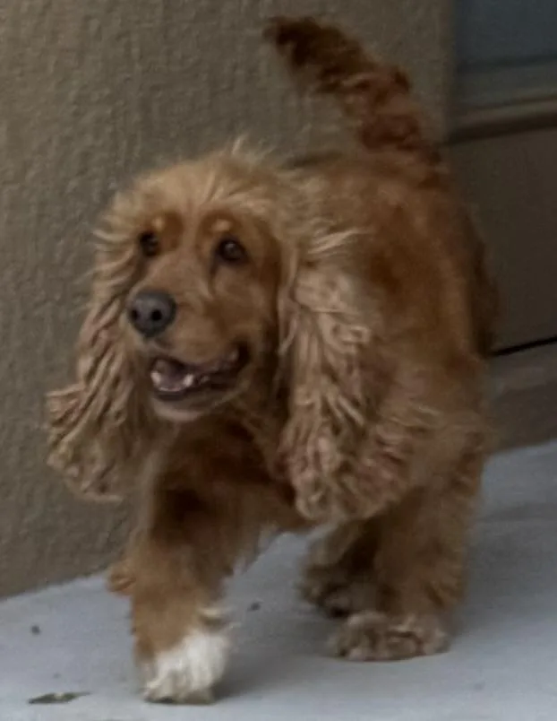 An adult medium-sized female Cocker Spaniel dog named Emma for adoption in Cape Coral, FL